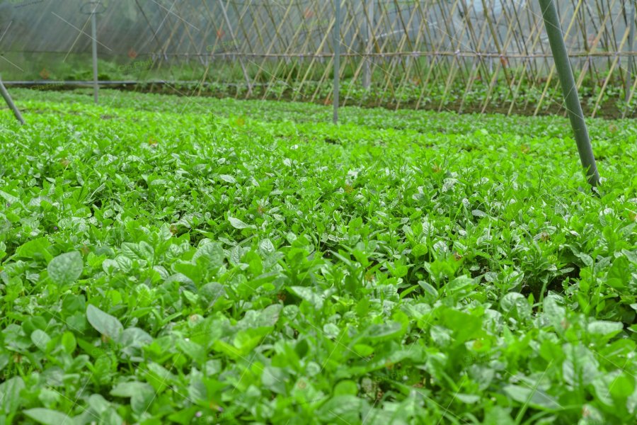 1. Lựa chọn nguyên liệu tươi ngon và đa dạng - Nền tảng của Suất Ăn Công Nghiệp Đủ Dinh Dưỡng